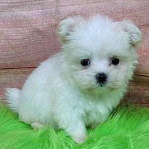 Maltese 0697