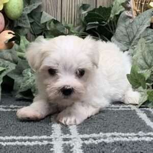 Maltese 0925