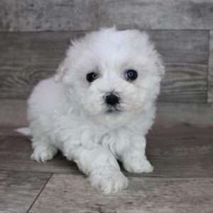 Maltese 7485