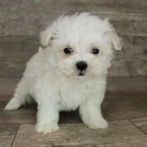 Maltese 6117