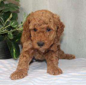 Mini Poodle 6083