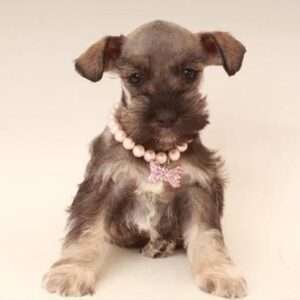 Miniature Schnauzer 4765