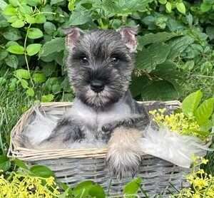Miniature Schnauzer 8893