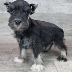 Miniature Schnauzer 2290