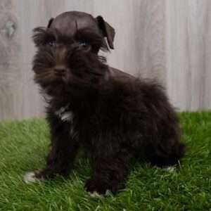 Miniature Schnauzer 0747