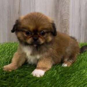 Pekingese 9006