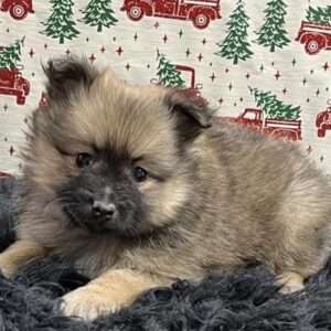Pomeranian 0052