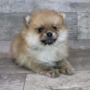 Pomeranian 1860