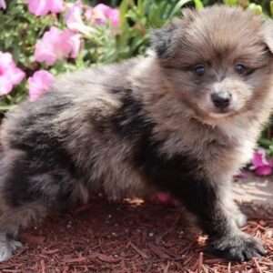 Pomeranian 3197