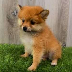 Pomeranian 9137