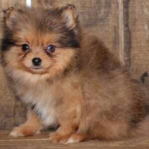 Pomeranian 8007