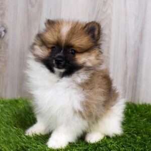 Pomeranian 5574