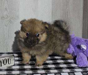 Pomeranian 8798