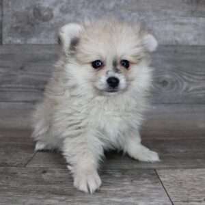 Pomeranian 3726