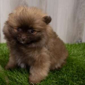 Pomeranian 7305
