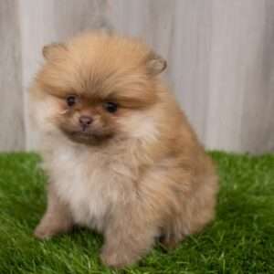 Pomeranian 7320