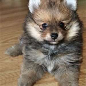 Pomeranian