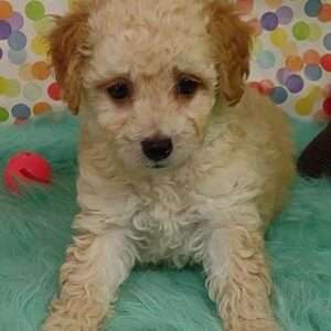 Poodle 5370