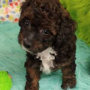Poodle 5372