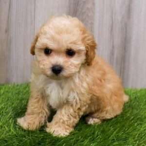 Poodle 6831