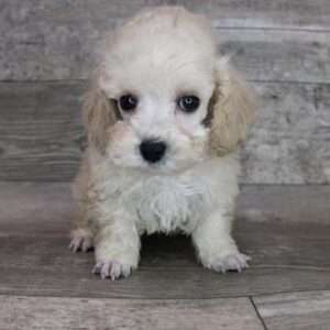 Poodle 3631