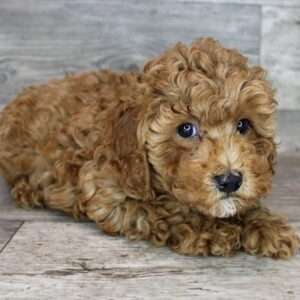 Poodle 3580