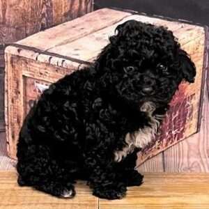Poodle 6154