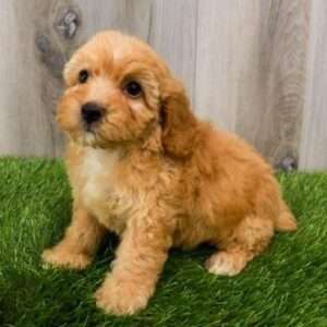 Poodle 9338