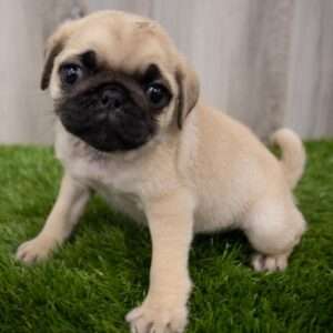 Pug 7678