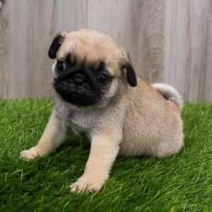 Pug 9502