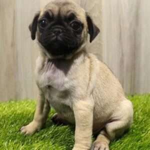 Pug 2198