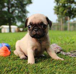 Pug 6025