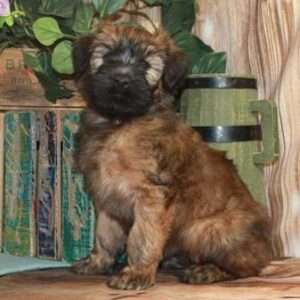 Soft Coated Wheaten Terrier 6331