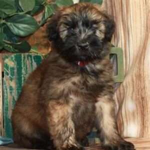 Soft Coated Wheaten Terrier 2232