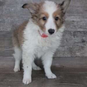 Shetland Sheepdog 8919
