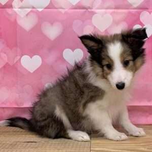 Shetland Sheepdog 6505