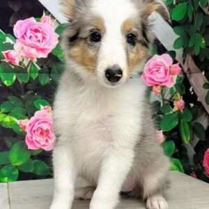 Shetland Sheepdog 5054