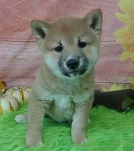 Shiba Inu 6005