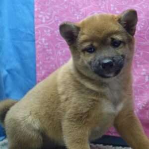 Shiba Inu 2126
