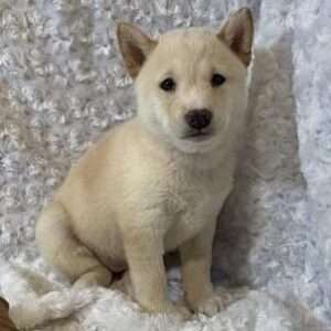 Shiba Inu 8021