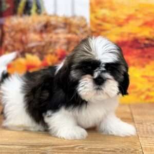 Shih Tzu 1939