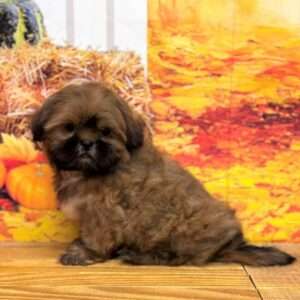 Shih Tzu 2066