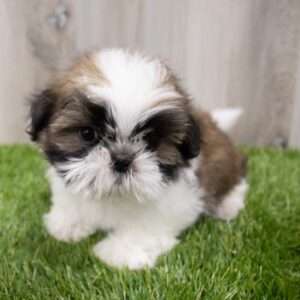 Shih Tzu 7778