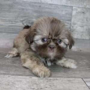 Shih Tzu 3603