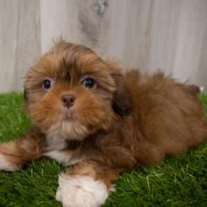 Shih Tzu 7666
