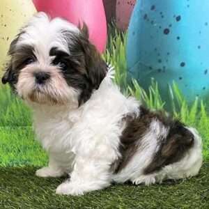 Shih Tzu 4308