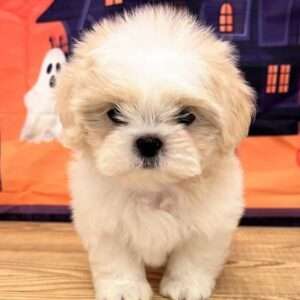 Shih Tzu 5288