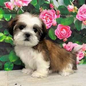 Shih Tzu 5345
