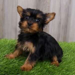 Silky Terrier 6610