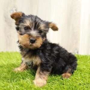 Silky Terrier 3863
